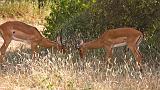 TANZANIA - Lake Manyara National Park - 38